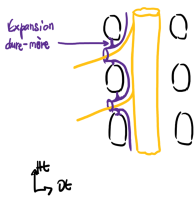 Expansions duremère.png