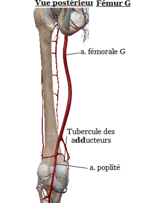fémorale postérieur.png