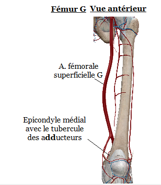 a fémoral antérieur.png