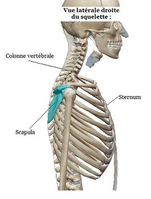 scapula latéral droite.jpg