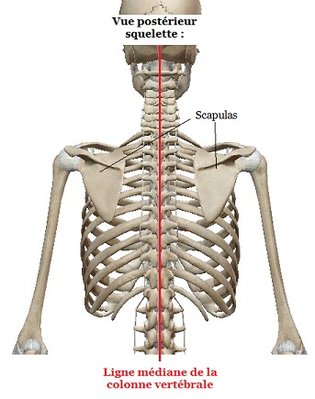vue postrieure scapula.jpg