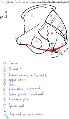 Vue lat G du rectum.jpg