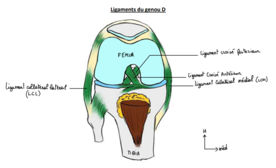 Lig genou D.png