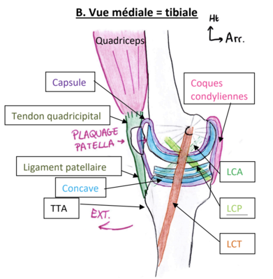 collatéral médial.png