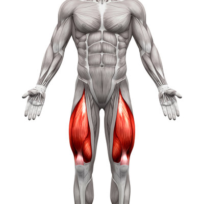 Quadriceps.jpg