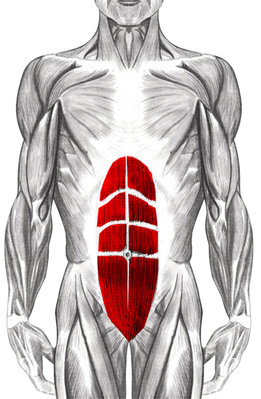 grands-droits-abdomen.jpg