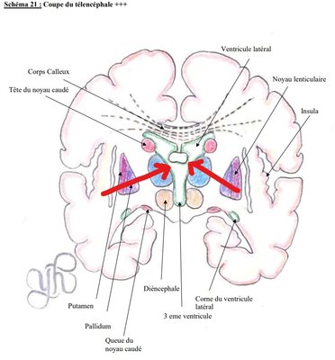 InkedForamen InterV_LI.jpg