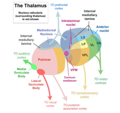 noyaux thalamiques.png