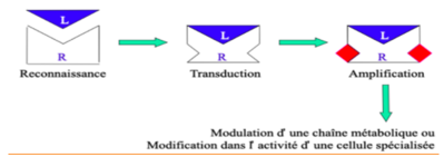 Capture d’écran 2022-01-25 à 16.25.07.png