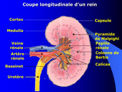 Capture d’écran 2022-01-30 152041.png