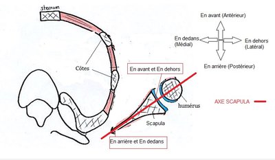 axe scapula.jpg