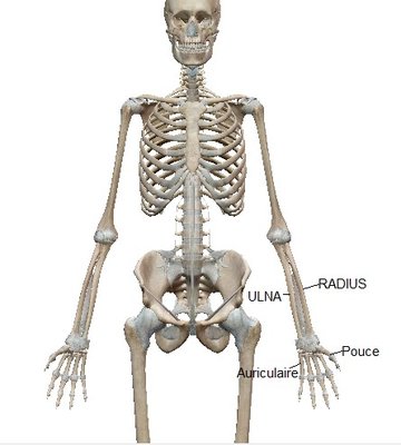 anatomie ulna et radius.jpg