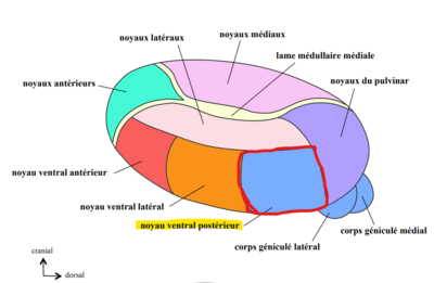 noyaux thalamiques 2.png