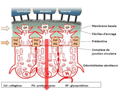 Capture d’écran 2022-02-01 195747.png