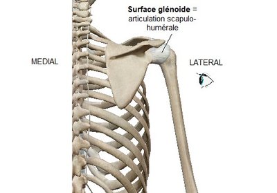 bord latéral scapula.jpg