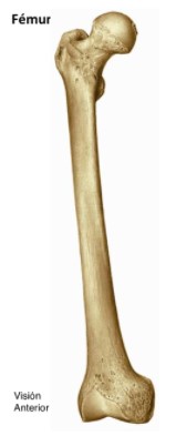 fémur ant.jpg