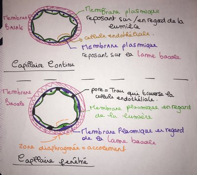 capillaire fenêtré.jpg