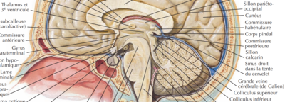 Colliculus et V3.png