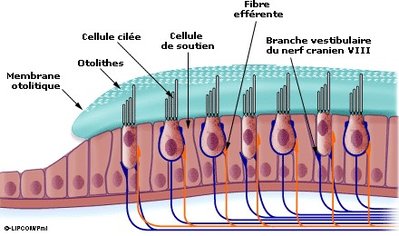 stéréocile.jpg