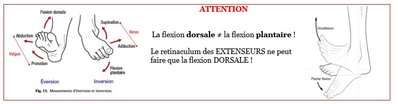 flexion dorsale.jpg