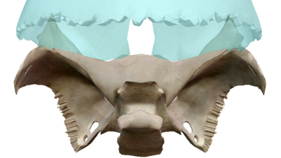 Sphénoïde x frontal.png