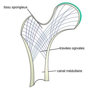 Extrémité supérieure du fémur.png