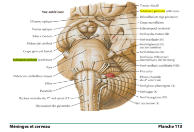 Substance perforée diE.png