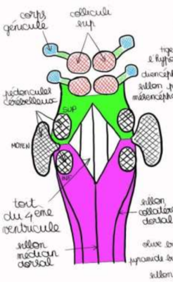 TC vue post schéma ronéo 2022.png
