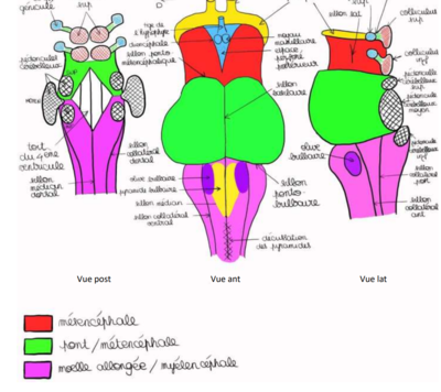 TC schéma ronéo.png