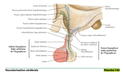 Hypophyse.png