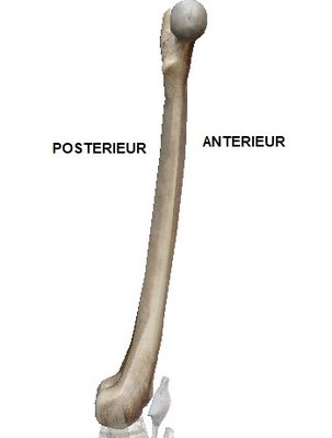 VUE PROFIL MEDIALE.jpg