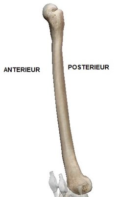 FEMUR PROFIL LATERAL.jpg
