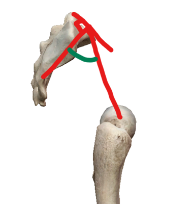 Angle de l'incidence pelvienne.png