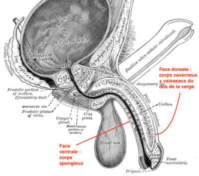 Capture d’écran 2022-02-19 à 12.46.26.png
