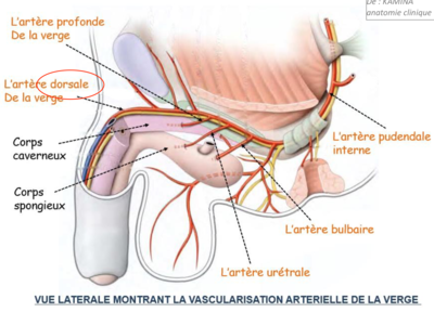 Capture d’écran 2022-02-19 à 12.51.14.png