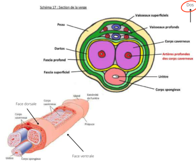 Capture d’écran 2022-02-19 à 12.59.32.png
