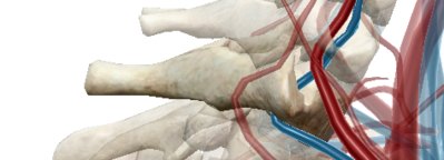 Veine vertébrale C7.png