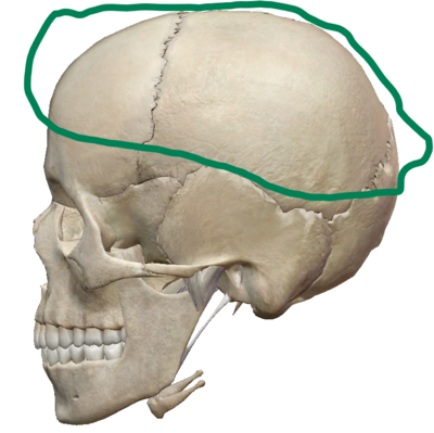 Mamatutti frère.png