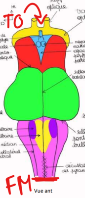 Tronc cérébral limites .png