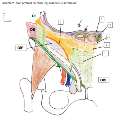 canal inguinal ant.png