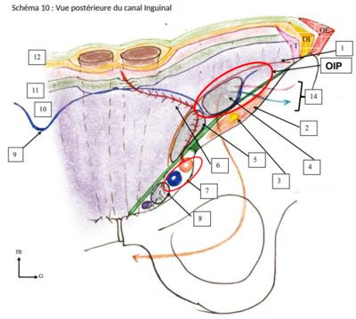 canal inguinal post.png