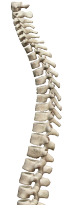 Processus transverses.png