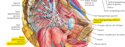 Nerfs splanchniques pelviens.png