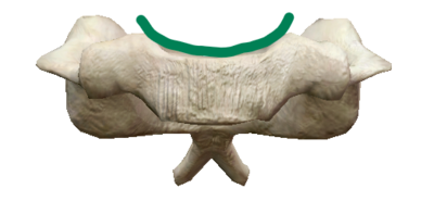 Concave en vue antérieure.png