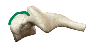 Convexe en vue latérale.png