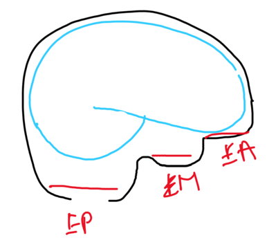 Etages boite cranienne.png