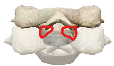 Remontée cartilagineuse.png