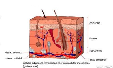 histologie de la peau.jpg