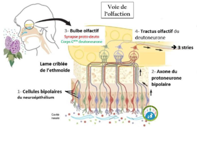 olfaction.png