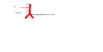 aorte.png